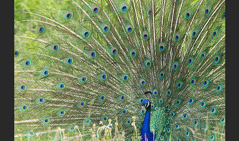 Pfau (Pavo cristatus)