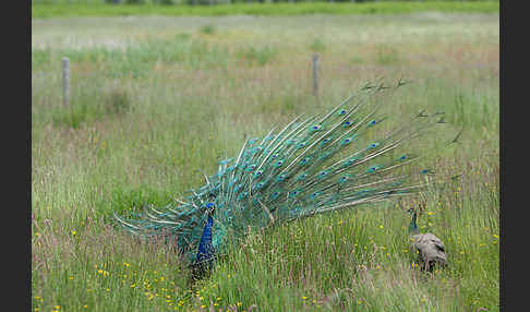 Pfau (Pavo cristatus)