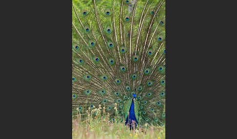 Pfau (Pavo cristatus)