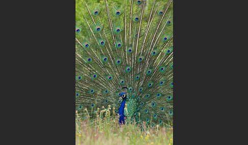 Pfau (Pavo cristatus)