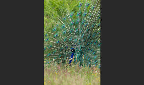 Pfau (Pavo cristatus)