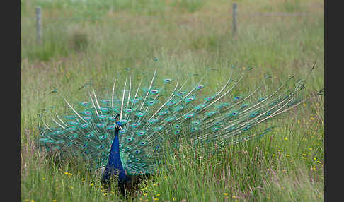 Pfau (Pavo cristatus)