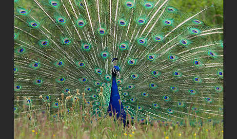 Pfau (Pavo cristatus)