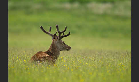 Rotwild (Cervus elaphus)