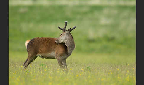 Rotwild (Cervus elaphus)