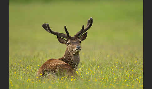 Rotwild (Cervus elaphus)