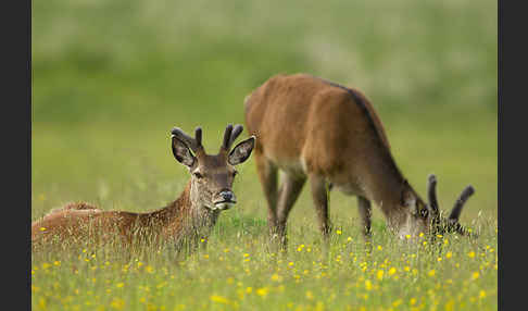 Rotwild (Cervus elaphus)