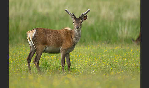 Rotwild (Cervus elaphus)