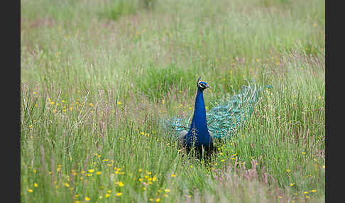 Pfau (Pavo cristatus)