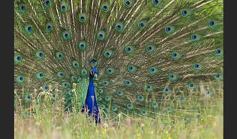 Pfau (Pavo cristatus)