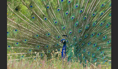 Pfau (Pavo cristatus)