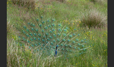 Pfau (Pavo cristatus)