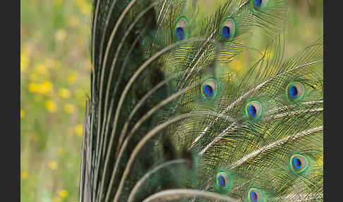 Pfau (Pavo cristatus)