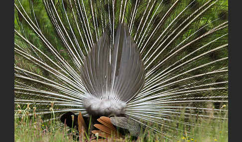 Pfau (Pavo cristatus)