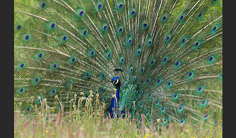 Pfau (Pavo cristatus)