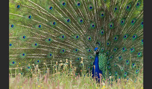 Pfau (Pavo cristatus)