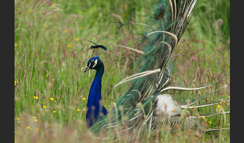 Pfau (Pavo cristatus)