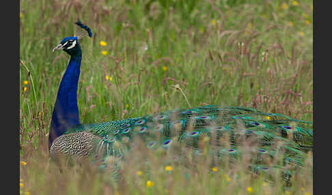 Pfau (Pavo cristatus)