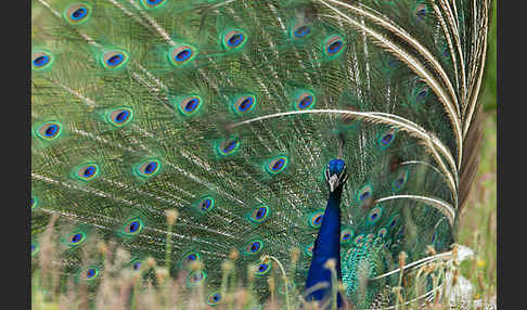 Pfau (Pavo cristatus)