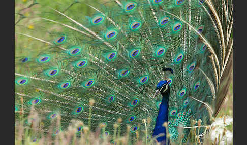 Pfau (Pavo cristatus)