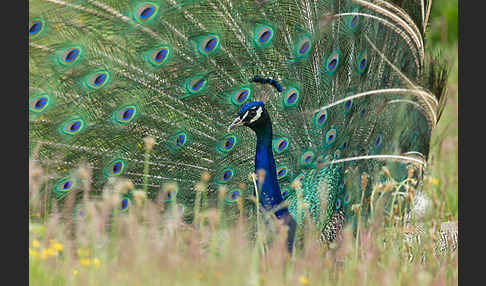 Pfau (Pavo cristatus)