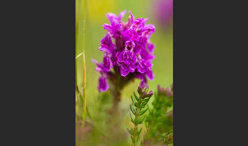 Fleischfarbenes Knabenkraut subsp. (Dactylorhiza incarnata subsp. coccinea)