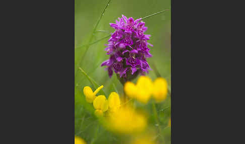 Fleischfarbenes Knabenkraut subsp. (Dactylorhiza incarnata subsp. coccinea)