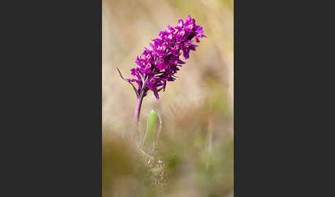 Dactylorhiza purpurella (Purpurrotes Knabenkraut)