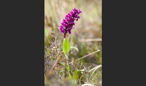 Dactylorhiza purpurella (Purpurrotes Knabenkraut)