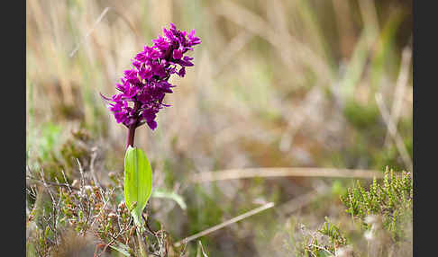 Dactylorhiza purpurella (Purpurrotes Knabenkraut)