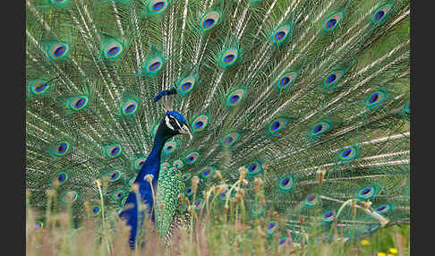 Pfau (Pavo cristatus)