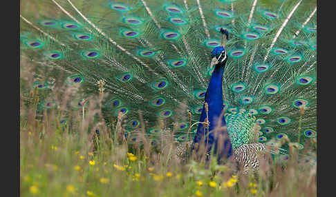 Pfau (Pavo cristatus)