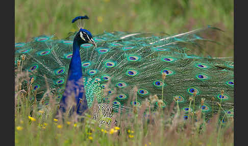 Pfau (Pavo cristatus)