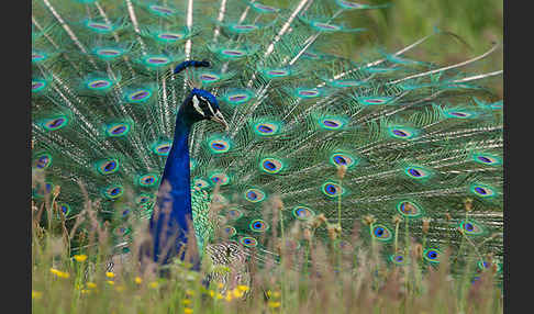 Pfau (Pavo cristatus)