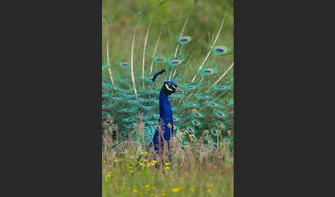 Pfau (Pavo cristatus)