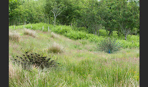 Pfau (Pavo cristatus)