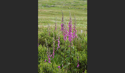 Roter Fingerhut (Digitalis purpurea)