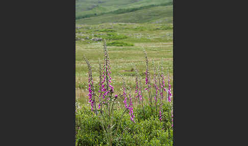 Roter Fingerhut (Digitalis purpurea)