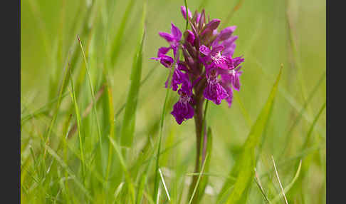 Fleischfarbenes Knabenkraut subsp. (Dactylorhiza incarnata subsp. coccinea)