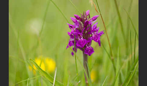 Fleischfarbenes Knabenkraut subsp. (Dactylorhiza incarnata subsp. coccinea)