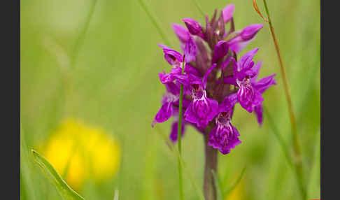 Fleischfarbenes Knabenkraut subsp. (Dactylorhiza incarnata subsp. coccinea)