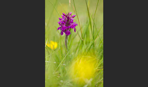 Fleischfarbenes Knabenkraut subsp. (Dactylorhiza incarnata subsp. coccinea)