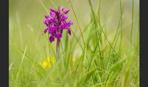 Fleischfarbenes Knabenkraut subsp. (Dactylorhiza incarnata subsp. coccinea)