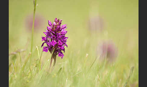 Fleischfarbenes Knabenkraut subsp. (Dactylorhiza incarnata subsp. coccinea)