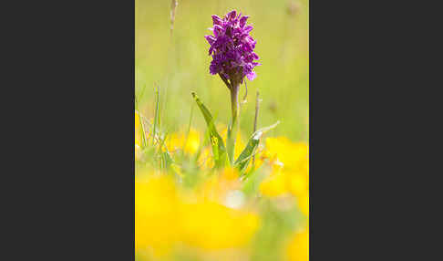 Fleischfarbenes Knabenkraut subsp. (Dactylorhiza incarnata subsp. coccinea)