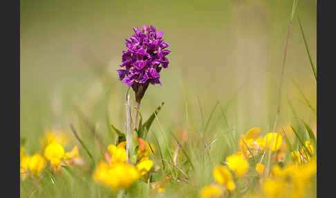 Fleischfarbenes Knabenkraut subsp. (Dactylorhiza incarnata subsp. coccinea)