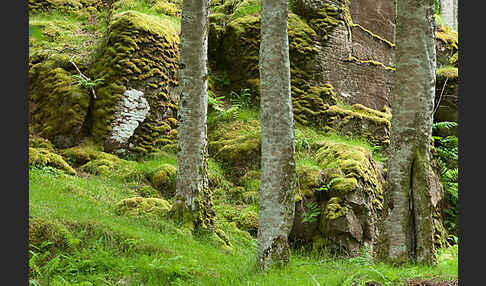 Rot-Buche (Fagus sylvatica)