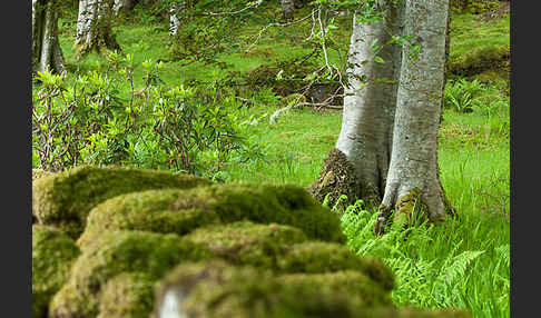 Rot-Buche (Fagus sylvatica)