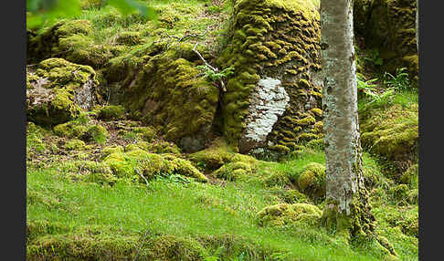 Rot-Buche (Fagus sylvatica)