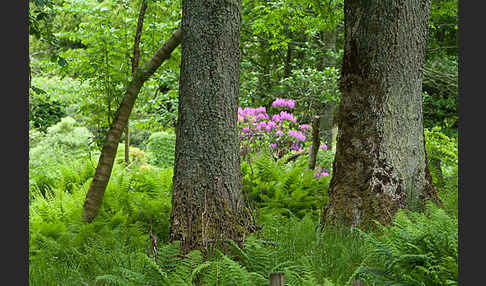 Pontische Alpenrose (Rhododendron ponticum)